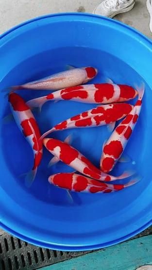 紅白花鯉魚品種圖片【紅白花鯉魚是一種極具觀賞價(jià)值的魚類品種，其獨(dú)特的色彩搭配令人賞心悅目】