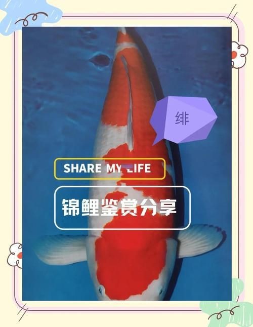 紅白花鯉魚品種圖片【紅白花鯉魚是一種極具觀賞價值的魚類品種，其獨特的色彩搭配令人賞心悅目】