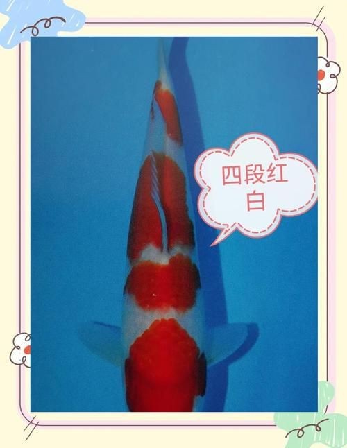 紅白花鯉魚品種圖片【紅白花鯉魚是一種極具觀賞價值的魚類品種，其獨特的色彩搭配令人賞心悅目】