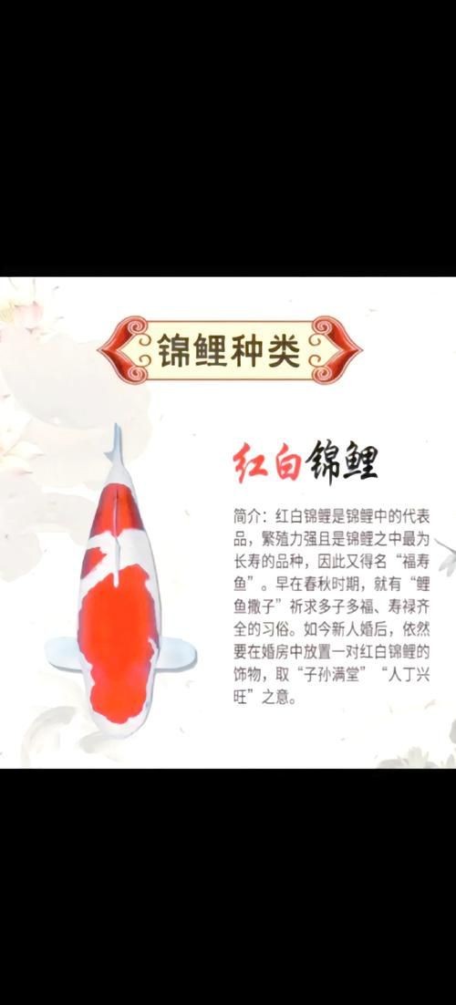 紅白花鯉魚品種圖片【紅白花鯉魚是一種極具觀賞價值的魚類品種，其獨特的色彩搭配令人賞心悅目】