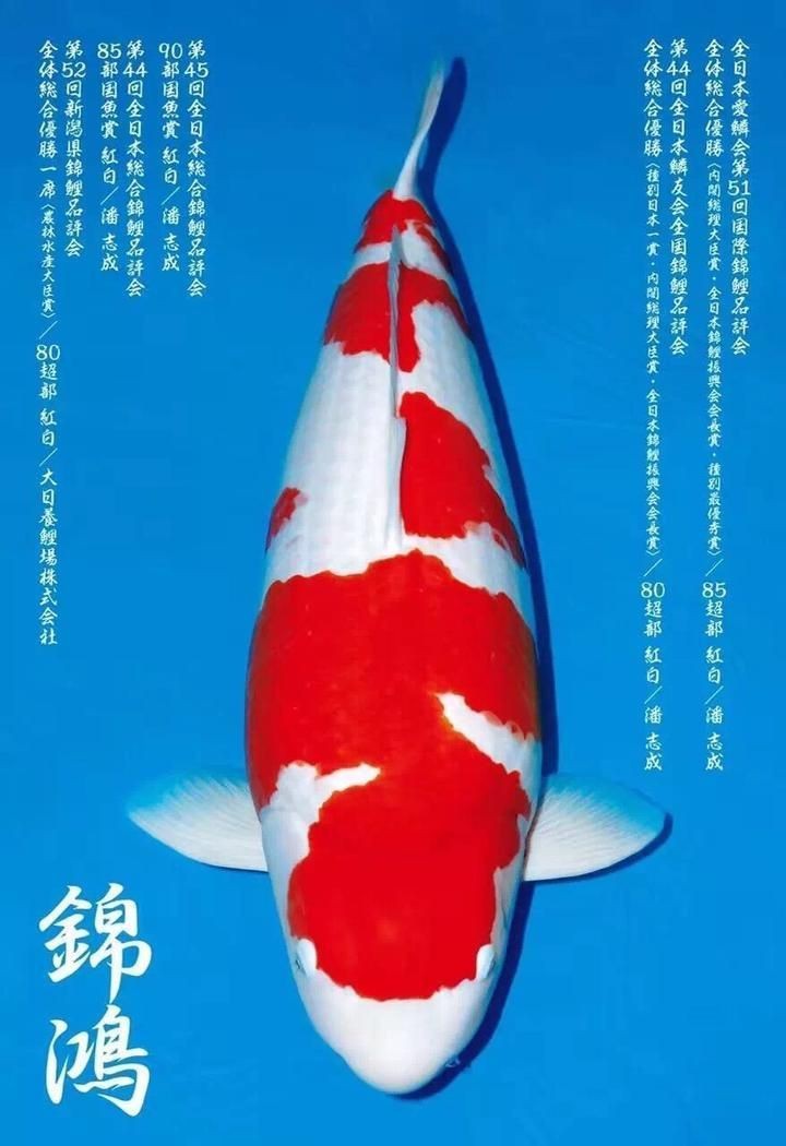 紅白花鯉魚品種圖片【紅白花鯉魚是一種極具觀賞價值的魚類品種，其獨特的色彩搭配令人賞心悅目】