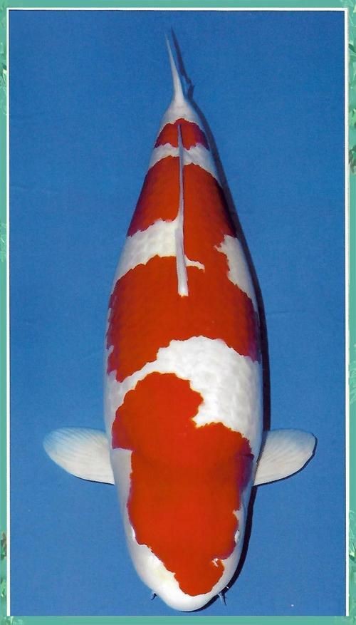 紅白花鯉魚品種圖片【紅白花鯉魚是一種極具觀賞價值的魚類品種，其獨特的色彩搭配令人賞心悅目】