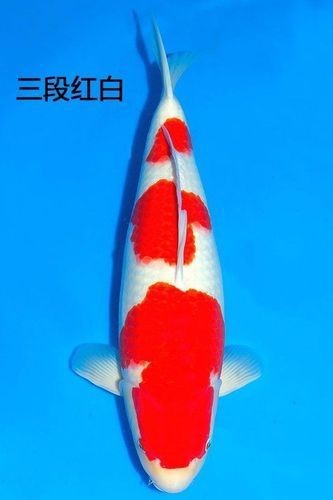 紅白花鯉魚品種圖片【紅白花鯉魚是一種極具觀賞價值的魚類品種，其獨特的色彩搭配令人賞心悅目】