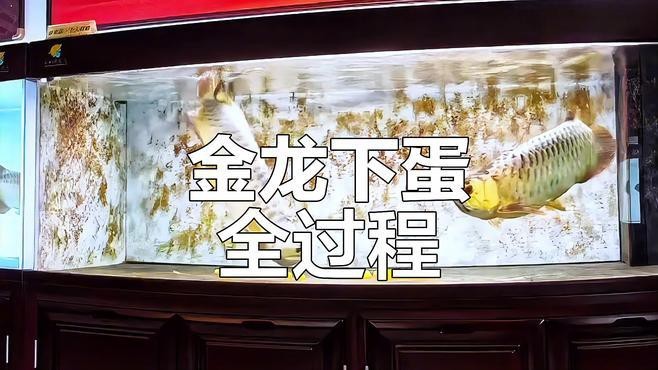 藍過背金龍的繁殖過程是怎樣的？【布料魔法師金龍魚繁殖揭秘:公母魚的生死時速與艱難考驗】