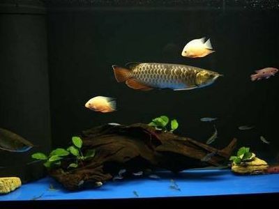 金龍魚一般人壓不住嗎【關于“金龍魚一般人壓不住嗎”這一疑問需從多方面來看】