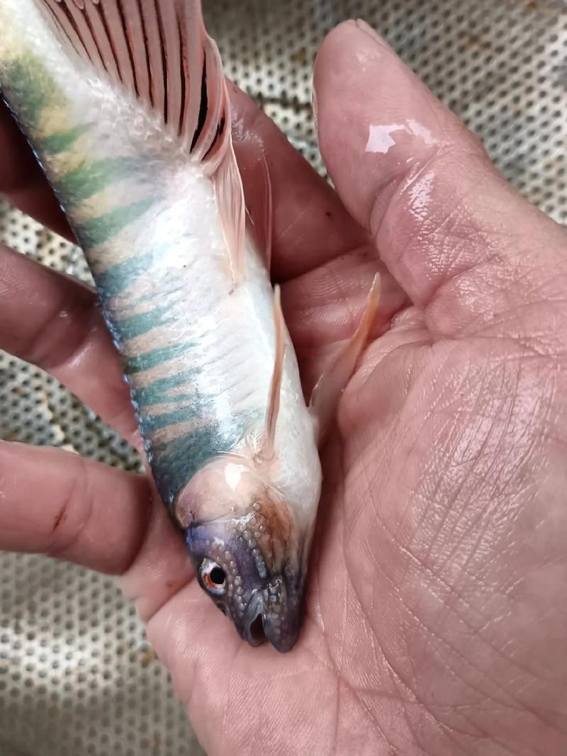 馬口魚圖片大全大圖【第2季)馬口魚篇第2季)馬口魚篇】
