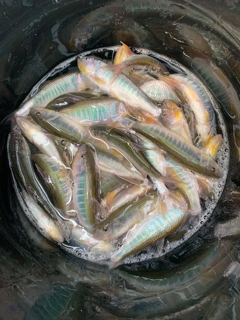 馬口魚圖片大全大圖【第2季)馬口魚篇第2季)馬口魚篇】