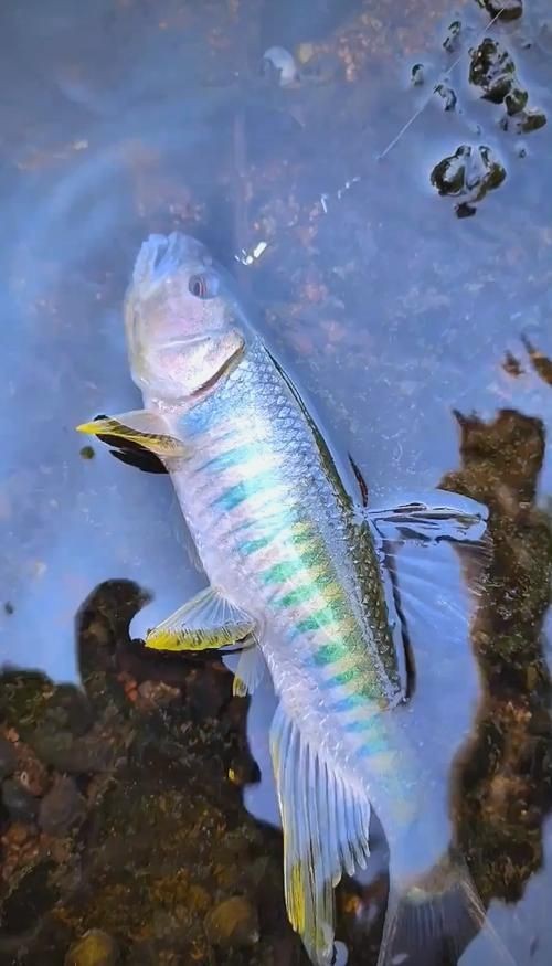馬口魚圖片大全大圖【第2季)馬口魚篇第2季)馬口魚篇】