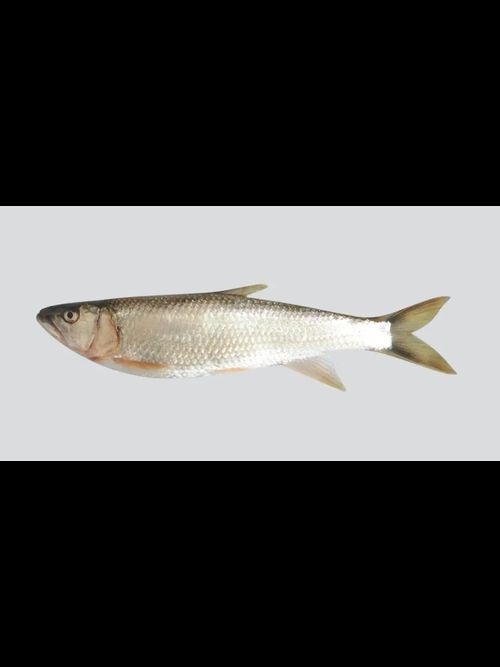 馬口魚圖片大全大圖【第2季)馬口魚篇第2季)馬口魚篇】