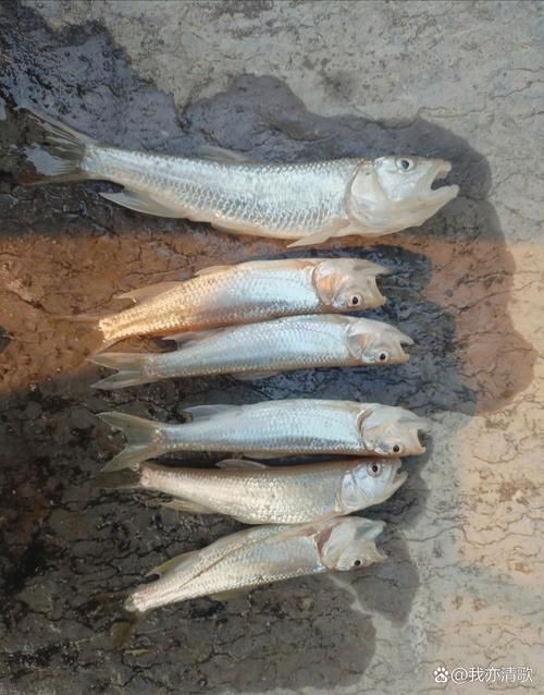 馬口魚圖片大全大圖【第2季)馬口魚篇第2季)馬口魚篇】