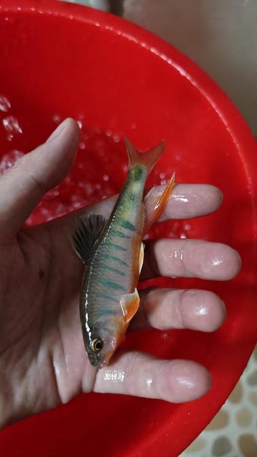 馬口魚圖片大全大圖【第2季)馬口魚篇第2季)馬口魚篇】