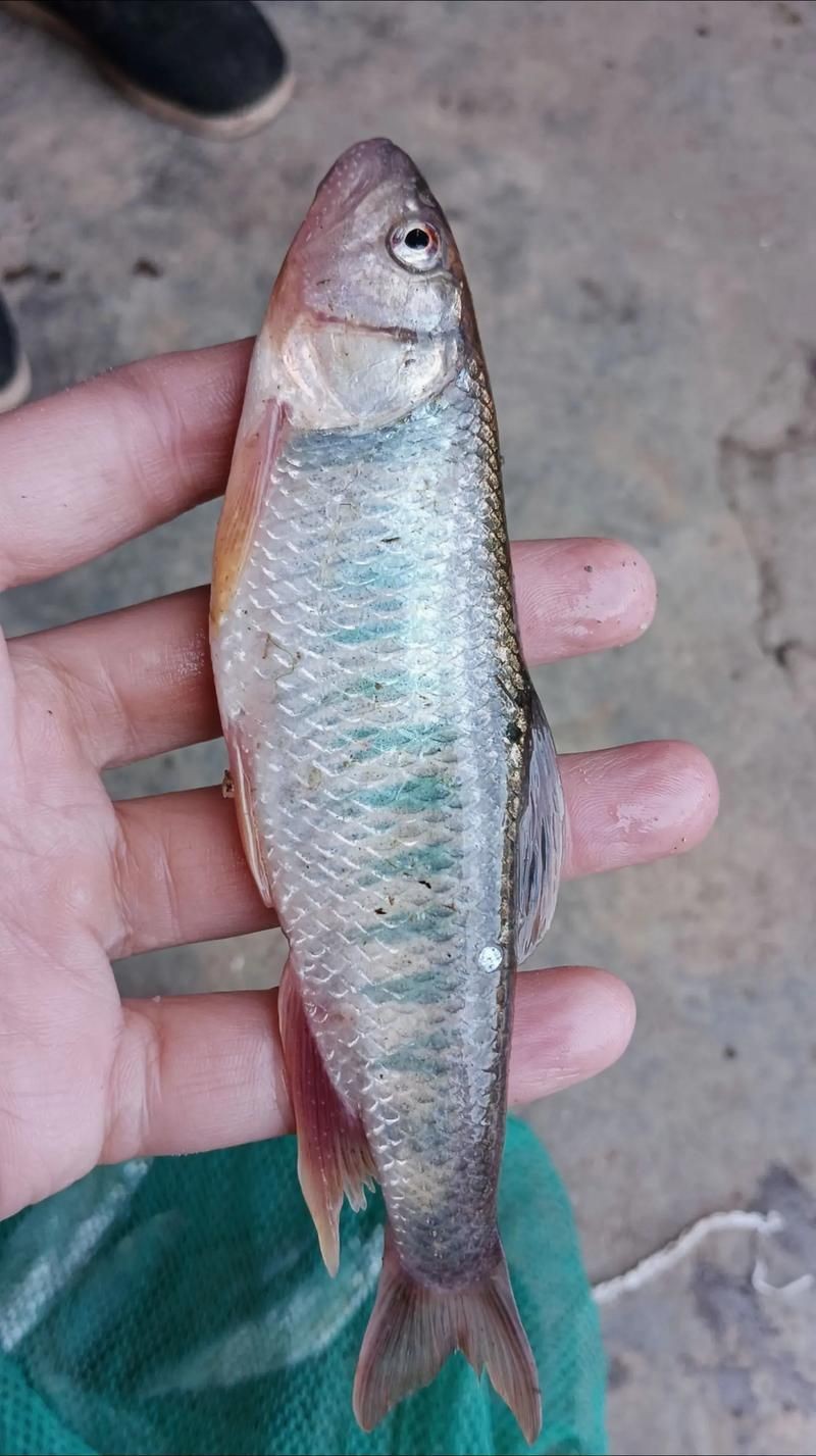 馬口魚圖片大全大圖【第2季)馬口魚篇第2季)馬口魚篇】