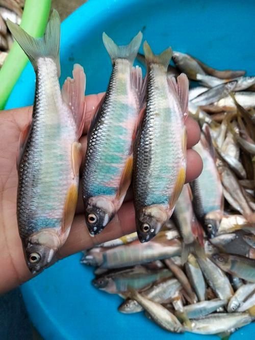 馬口魚圖片大全大圖【第2季)馬口魚篇第2季)馬口魚篇】