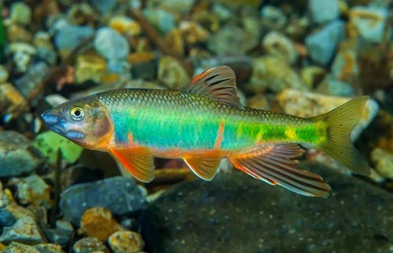 馬口魚圖片大全大圖【第2季)馬口魚篇第2季)馬口魚篇】