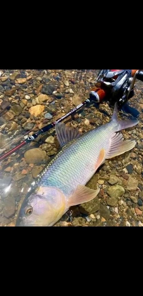 馬口魚圖片大全大圖【第2季)馬口魚篇第2季)馬口魚篇】