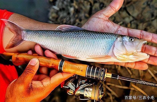 馬口魚圖片大全大圖【第2季)馬口魚篇第2季)馬口魚篇】