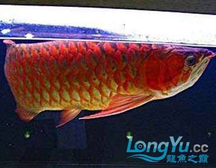 紅龍魚發色期間需要多久換一次水？【紅龍魚發色期間的換水頻率】