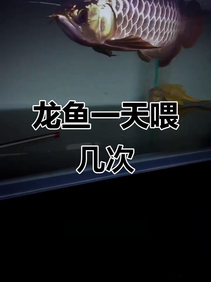龍魚多久喂一次活食【龍魚多久喂一次活食***取決于多個(gè)因素】