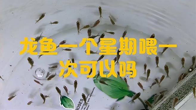 龍魚多久喂一次活食【龍魚多久喂一次活食***取決于多個(gè)因素】