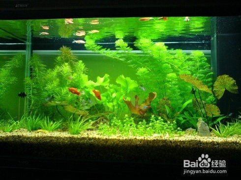 虎紋銀板魚最忌三種魚【虎紋銀板魚最忌與三類魚種共處一缸】