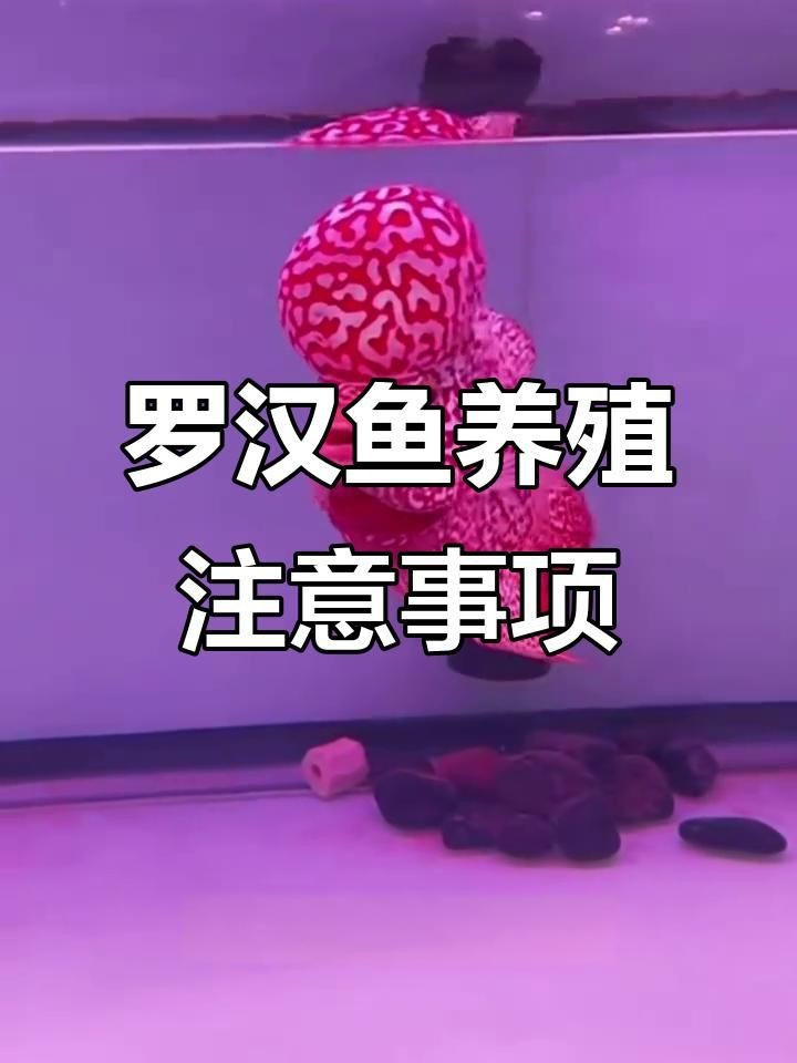 羅漢魚2厘米幼苗怎么養(yǎng)【羅漢魚苗飼養(yǎng)技巧】