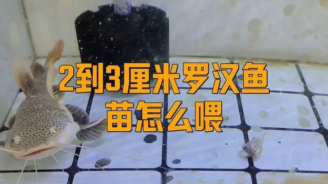 羅漢魚2厘米幼苗怎么養(yǎng)【羅漢魚苗飼養(yǎng)技巧】