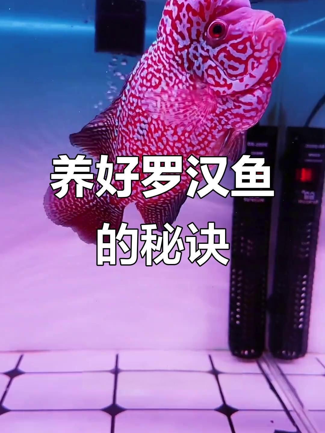 羅漢魚2厘米幼苗怎么養(yǎng)【羅漢魚苗飼養(yǎng)技巧】