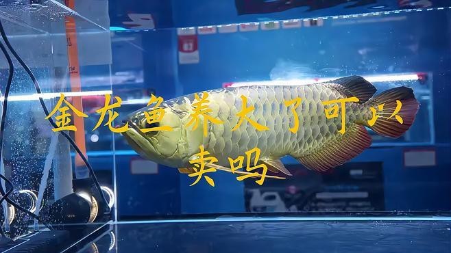 紅背金龍魚的市場需求如何？【《紅背金龍魚市場需求分析》】 紅背金龍魚的市場需求如何？【《紅背金龍魚市場需求分析》】 龍魚百科 第1張