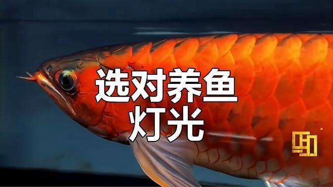 馬印水族燈最建議買哪一款【馬印最新supercolor超色筒燈使用對(duì)比評(píng)測分享】