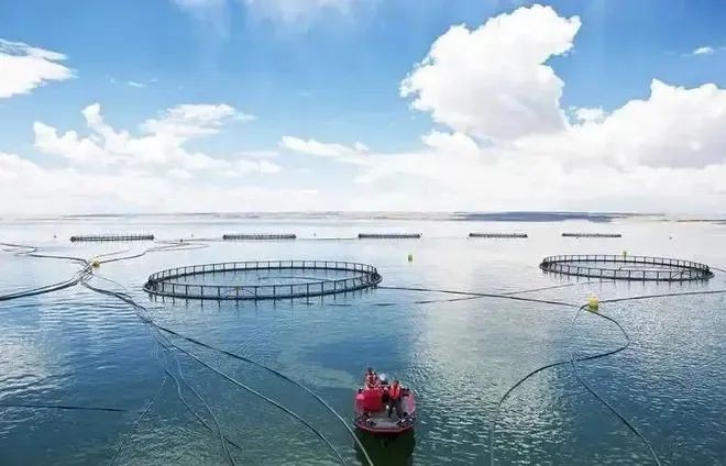 龍魚養殖行業有哪些技術突破預期？【龍魚養殖行業在技術方面取得了多項突破性進展】 龍魚養殖行業有哪些技術突破預期？【龍魚養殖行業在技術方面取得了多項突破性進展】 龍魚百科