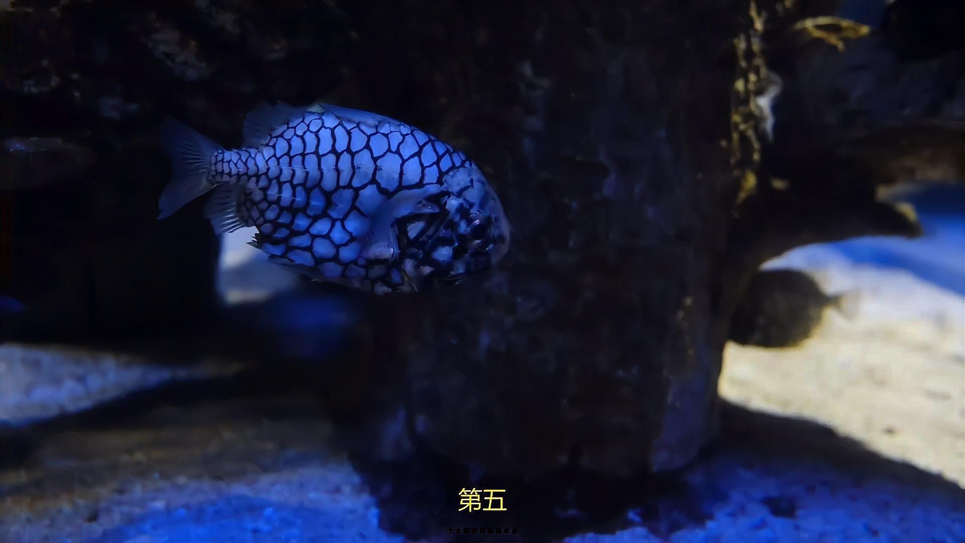 十大最好養(yǎng)的海水魚(yú)【新手養(yǎng)海水魚(yú)嗶哩嗶哩嗶哩嗶哩嗶哩嗶哩嗶哩盤點(diǎn)】