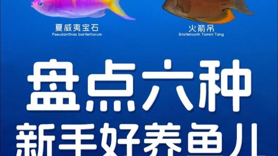 十大最好養(yǎng)的海水魚(yú)【新手養(yǎng)海水魚(yú)嗶哩嗶哩嗶哩嗶哩嗶哩嗶哩嗶哩盤點(diǎn)】