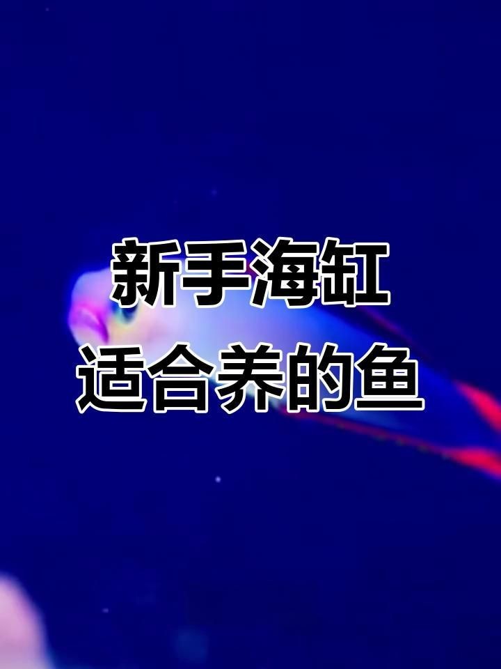 十大最好養的海水魚【新手養海水魚嗶哩嗶哩嗶哩嗶哩嗶哩嗶哩嗶哩盤點】 龍魚百科 第8張 十大最好養的海水魚【新手養海水魚嗶哩嗶哩嗶哩嗶哩嗶哩嗶哩嗶哩盤點】 十大最好養的海水魚【新手養海水魚嗶哩嗶哩嗶哩嗶哩嗶哩嗶哩嗶哩盤點】 龍魚百科 第8張