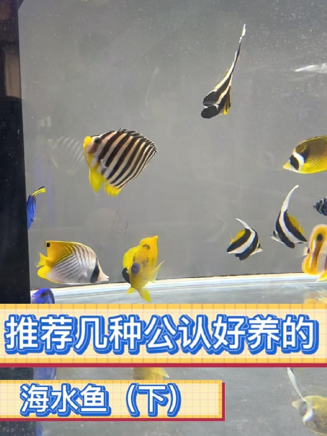 十大最好養的海水魚【新手養海水魚嗶哩嗶哩嗶哩嗶哩嗶哩嗶哩嗶哩盤點】 龍魚百科 第7張 十大最好養的海水魚【新手養海水魚嗶哩嗶哩嗶哩嗶哩嗶哩嗶哩嗶哩盤點】 十大最好養的海水魚【新手養海水魚嗶哩嗶哩嗶哩嗶哩嗶哩嗶哩嗶哩盤點】 龍魚百科 第7張