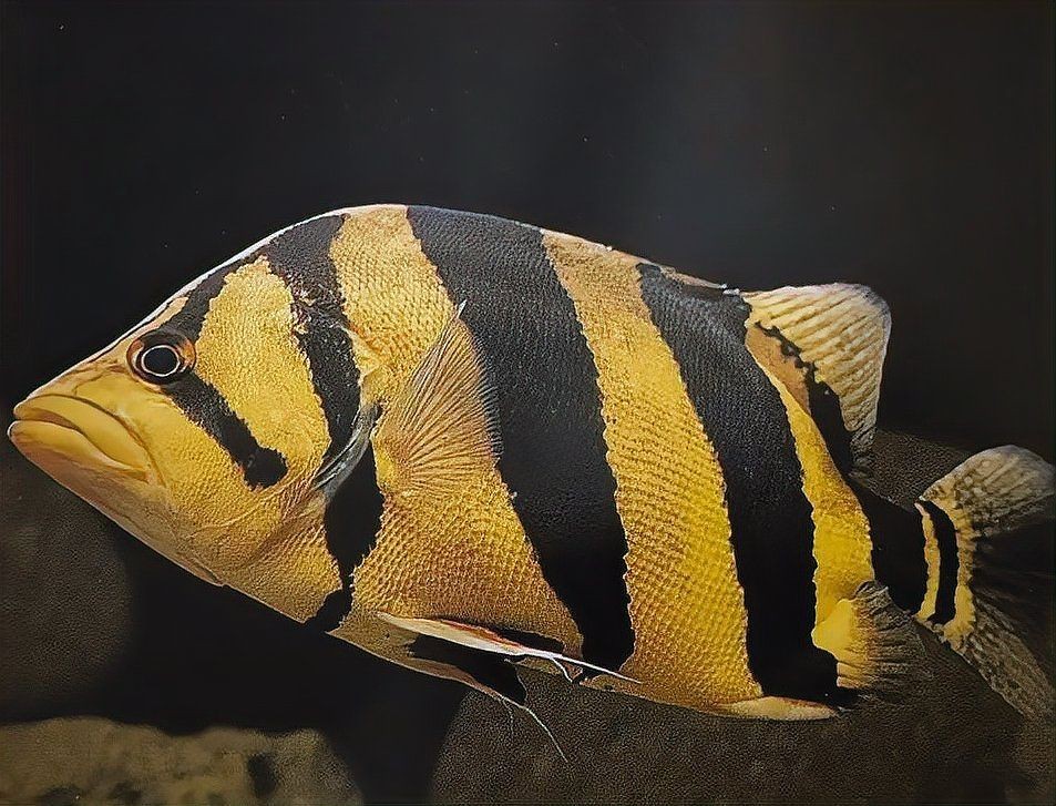 虎魚分為哪六類【國際公認六類虎魚及其詳細特征分析虎魚種類繁多你能區分嗎】 虎魚分為哪六類【國際公認六類虎魚及其詳細特征分析虎魚種類繁多你能區分嗎】 龍魚論壇 第2張