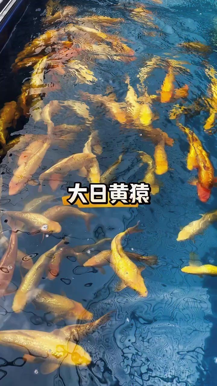 錦鯉芒果芥子好還是黃猿好【芒果芥子和黃猿哪個好】