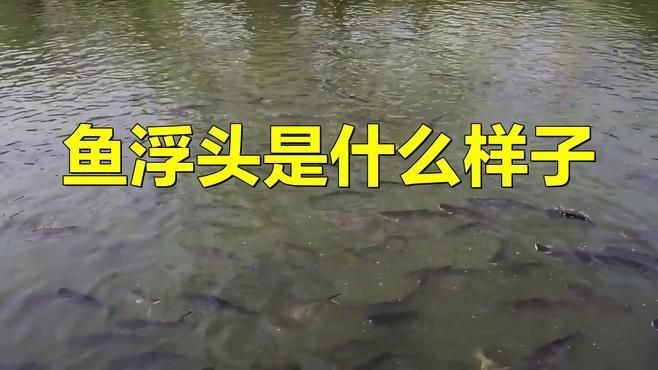 如何判斷大頭魚是否浮頭？【判斷大頭魚是否浮頭可從多方面入手】 如何判斷大頭魚是否浮頭？【判斷大頭魚是否浮頭可從多方面入手】 龍魚百科 第1張