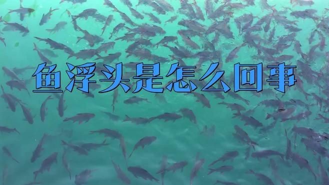 如何判斷大頭魚是否浮頭？【判斷大頭魚是否浮頭可從多方面入手】 如何判斷大頭魚是否浮頭？【判斷大頭魚是否浮頭可從多方面入手】 龍魚百科 第2張