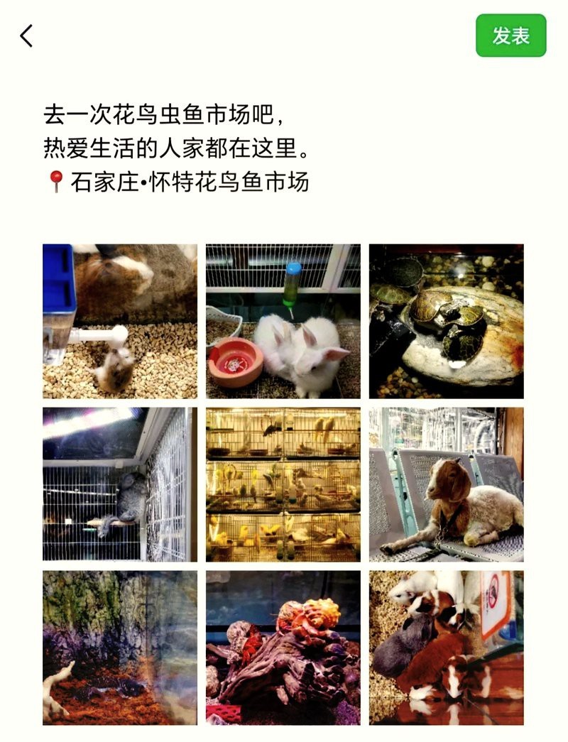 石家莊觀賞魚批發市場【石家莊觀賞魚市場】 石家莊觀賞魚批發市場【石家莊觀賞魚市場】 龍魚論壇 第3張