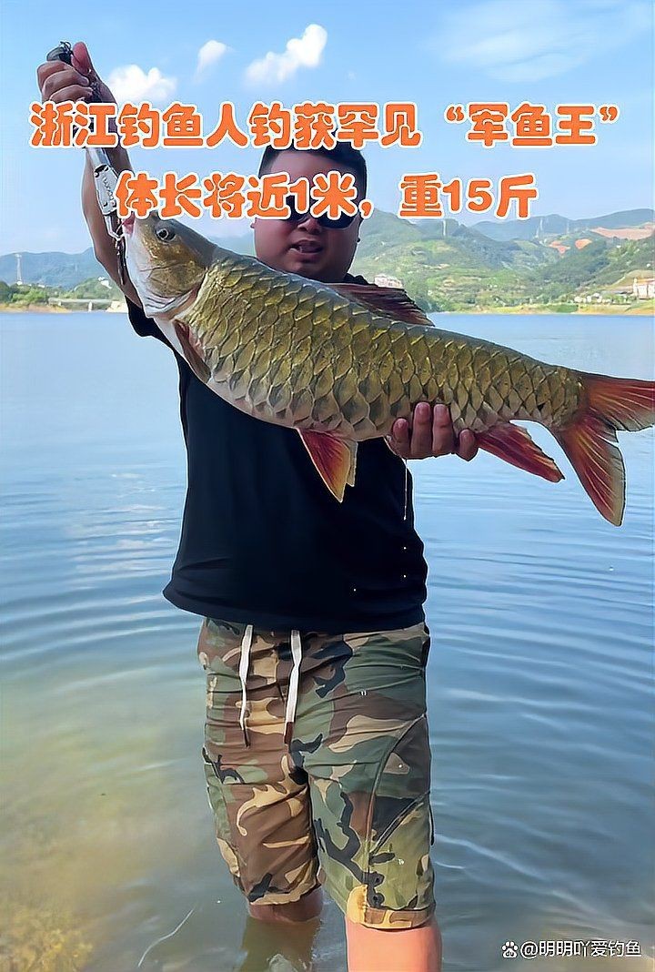 軍魚市場價多少錢一斤【軍魚的市場價格】 軍魚市場價多少錢一斤【軍魚的市場價格】 龍魚百科 第3張