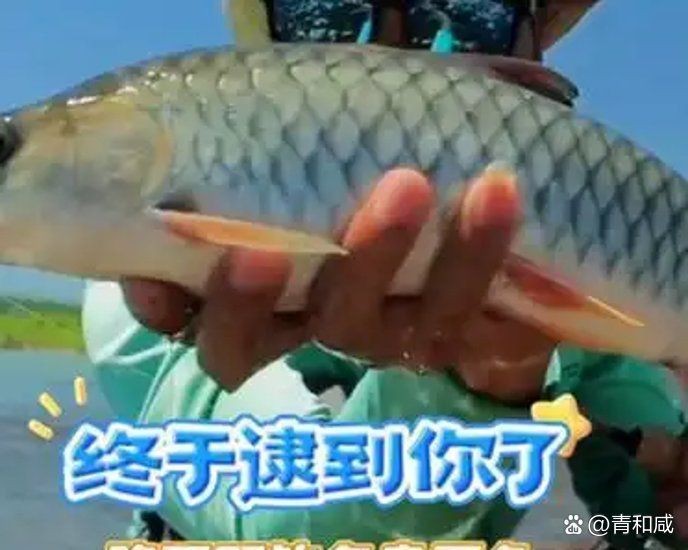 軍魚市場價多少錢一斤【軍魚的市場價格】 軍魚市場價多少錢一斤【軍魚的市場價格】 龍魚百科 第13張