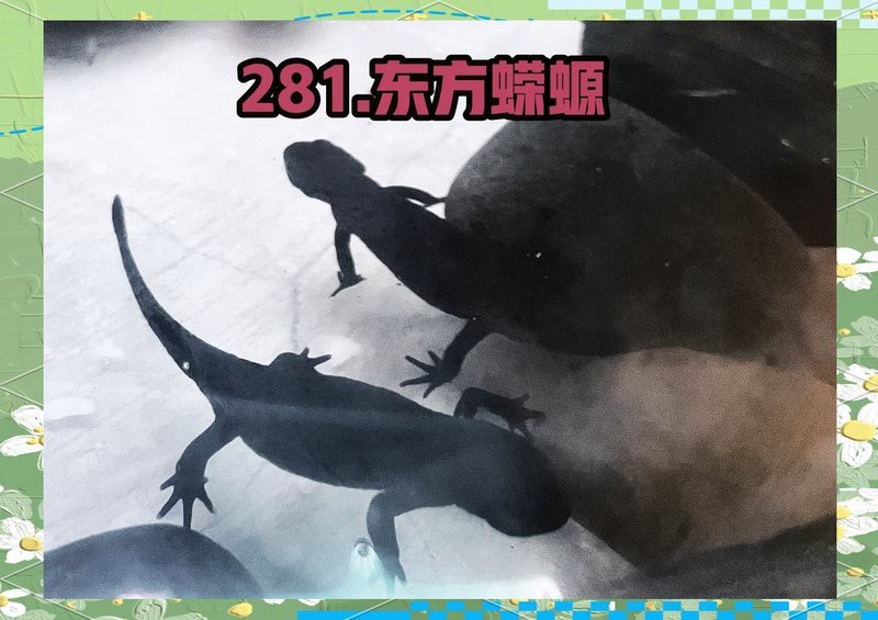 四角龍魚與其他蠑螈有何不同？【「鏡頭」華安縣這個小山村發現神秘“四角魚”,你知道是什么動物嗎】 四角龍魚與其他蠑螈有何不同？【「鏡頭」華安縣這個小山村發現神秘“四角魚”,你知道是什么動物嗎】 龍魚百科 第1張