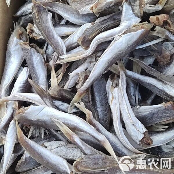 曬干的紅頭魚一斤多少錢【紅頭魚價格走勢分析】