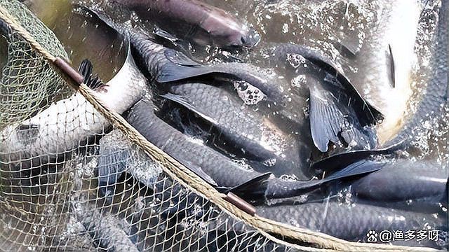 魚鰓蓋爛了怎么治療【魚鰓蓋爛了怎么辦】