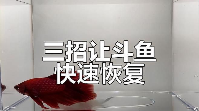 魚趴缸期間需要喂食嗎？【換水后魚趴缸怎么補(bǔ)救魚趴缸期間是否需要喂食】