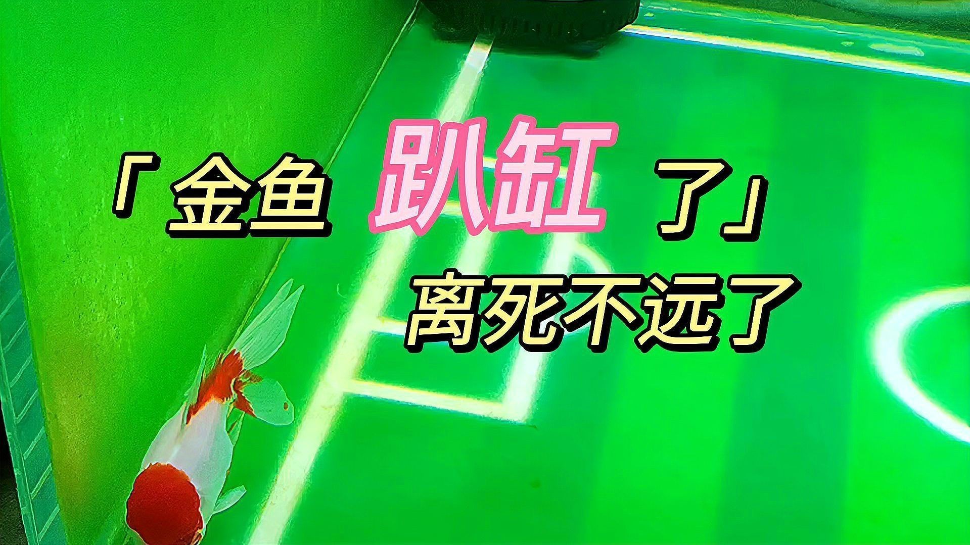 魚趴缸期間需要喂食嗎？【換水后魚趴缸怎么補(bǔ)救魚趴缸期間是否需要喂食】