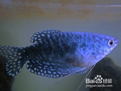 藍曼龍魚怎么分公母圖解【藍曼龍魚怎么分公母】