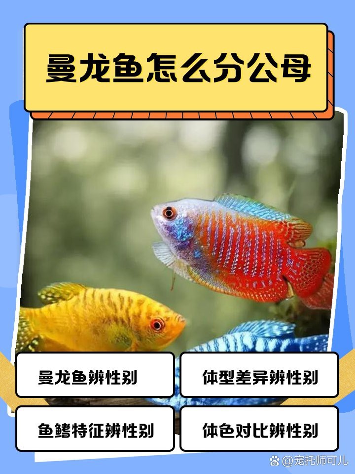藍曼龍魚怎么分公母圖解【藍曼龍魚怎么分公母】
