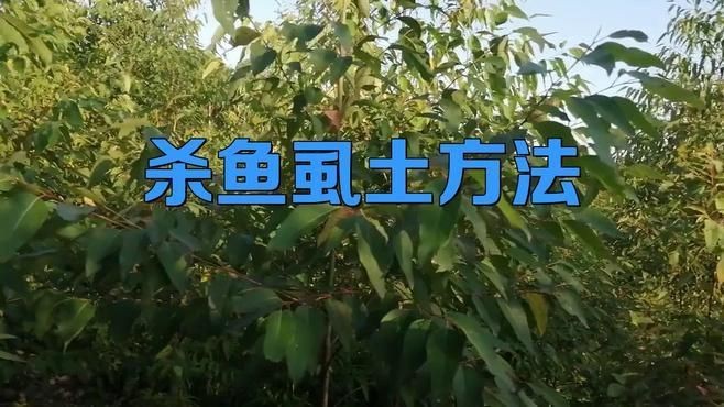 哪種方法治療魚虱最有效？【治療魚虱感染的最有效方法】