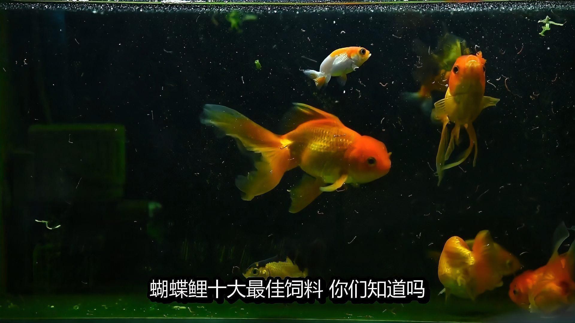 蝴蝶鯉飼料十大名牌【《蝴蝶鯉飼料十大名牌》】 蝴蝶鯉飼料十大名牌【《蝴蝶鯉飼料十大名牌》】 龍魚論壇 第6張